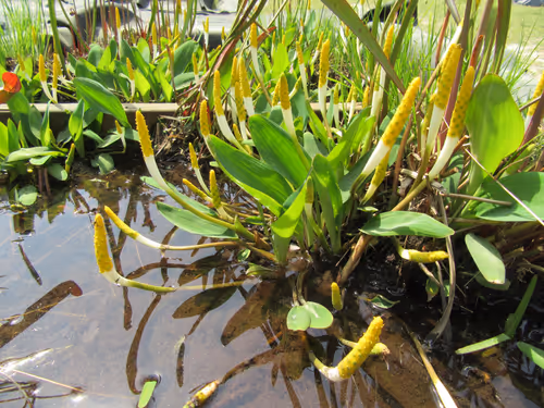 38. Orontium aquaticum, the golden club - associated species