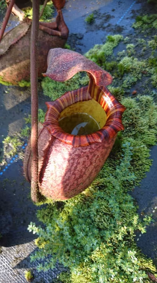 39. A mature pitcher on the same plant, courtesy of Jack Chiang