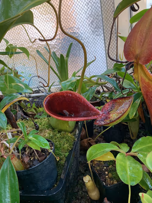 39. An upper pitcher of Nepenthes lowii