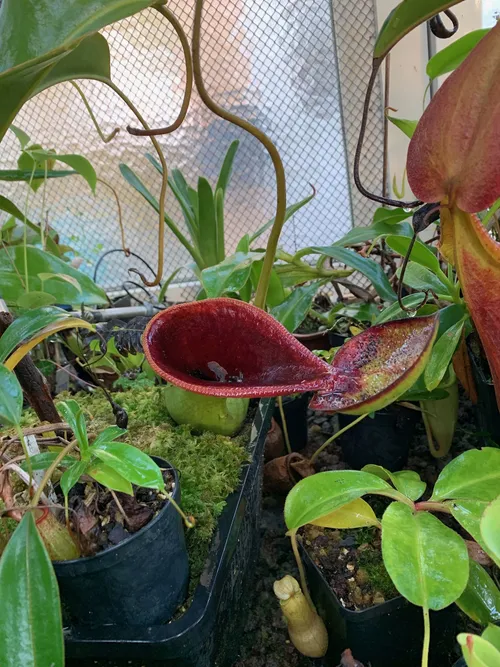 39. An upper pitcher of Nepenthes lowii