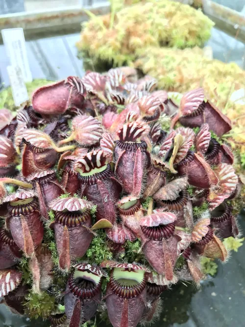 39. Cephalotus follicularis, the West Australian pitcher plant.