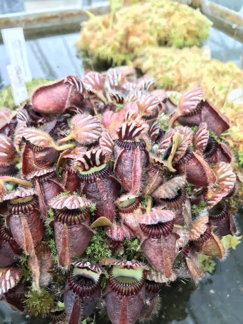 39. Cephalotus follicularis, the West Australian pitcher plant