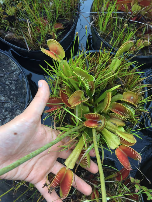 39. Meadowviews biggest flytrap, grown from seed