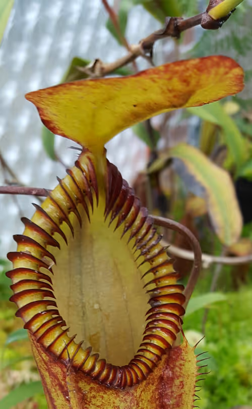 39. Nepenthes 'red hairy hamata'