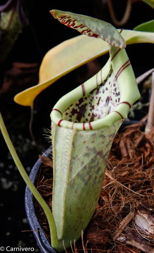 39. Nepenthes burbidgeae x campanulata (BE 3564).