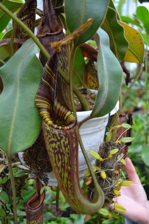 39. Nepenthes hurrelliana again - the plant was clearly thriving, producing multiple pitchers.