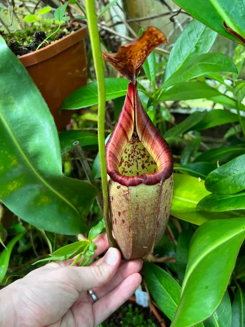 39. Nepenthes veitchii x burbidgeae. These are gloriously striped when they first open.