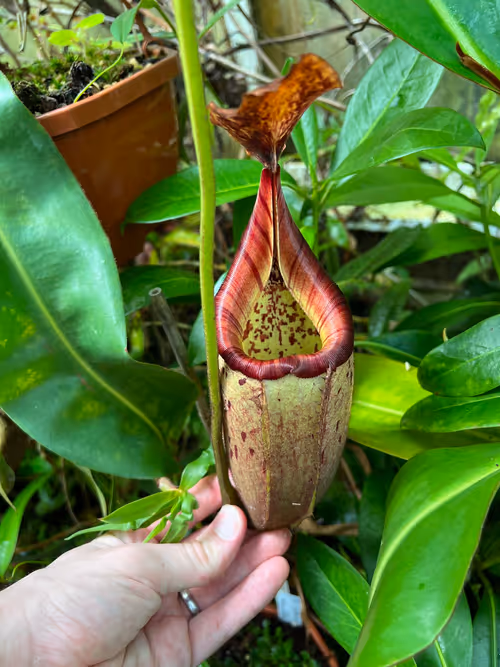 39. Nepenthes veitchii x burbidgeae. These are gloriously striped when they first open