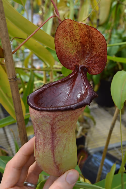 39. Nepenthes ventricosa x ephippiata