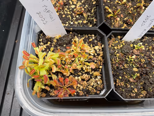 4. Small Venus flytraps, ready to be divided and potted up