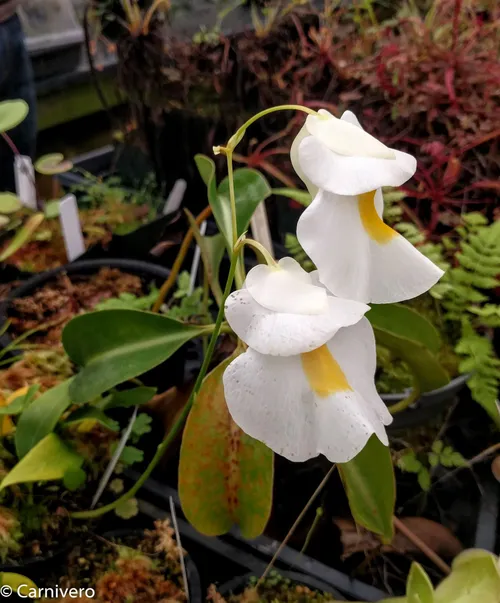 4. Utricularia alpina.