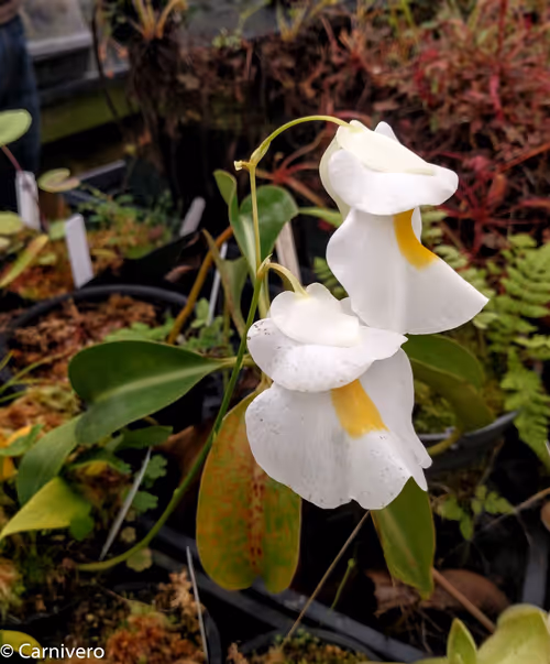 4. Utricularia alpina