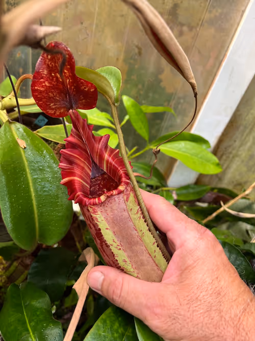 40. A spectacular N. x tiveyi. I hope to remake this cross between N. veitchii and N. maxima with my own plants one day