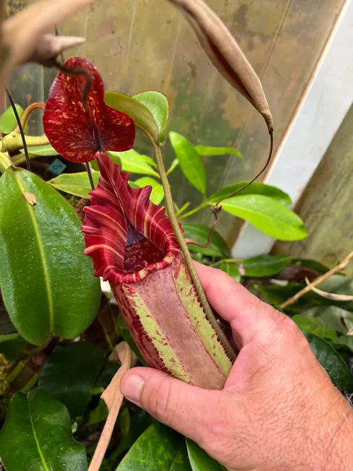 40. A spectacular N. x tiveyi. I hope to remake this cross between N. veitchii and N. maxima with my own plants one day