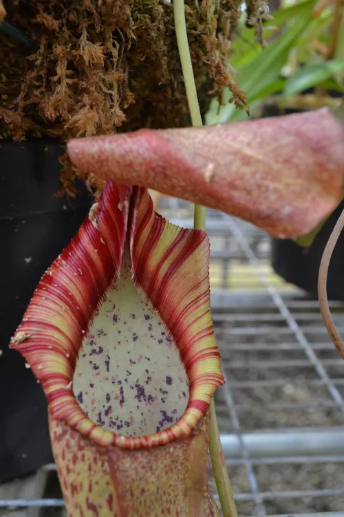 40. An unknown hybrid involving N. spathulata