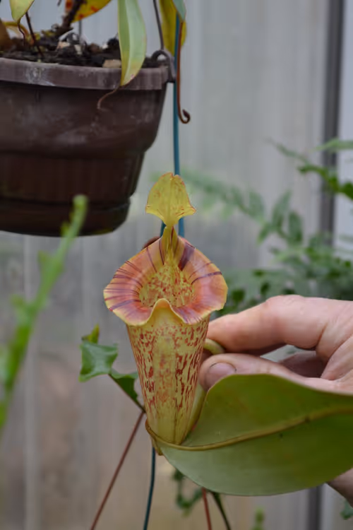 40. An upper pitcher on Nepenthes platychila