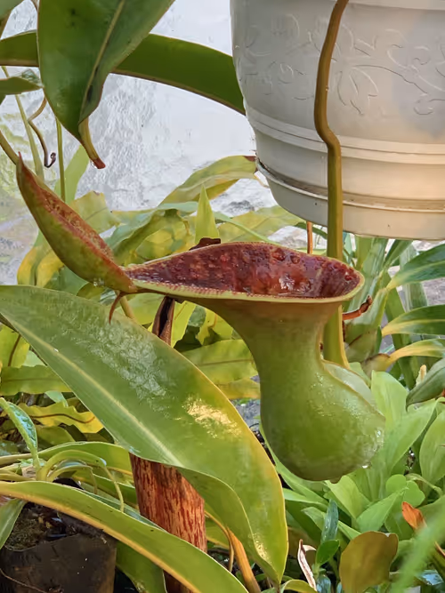 40. Another N. lowii upper. I really like this species, its pitchers are so tough they almost feel like wood