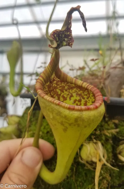 40. Nepenthes eymae "EP" male.