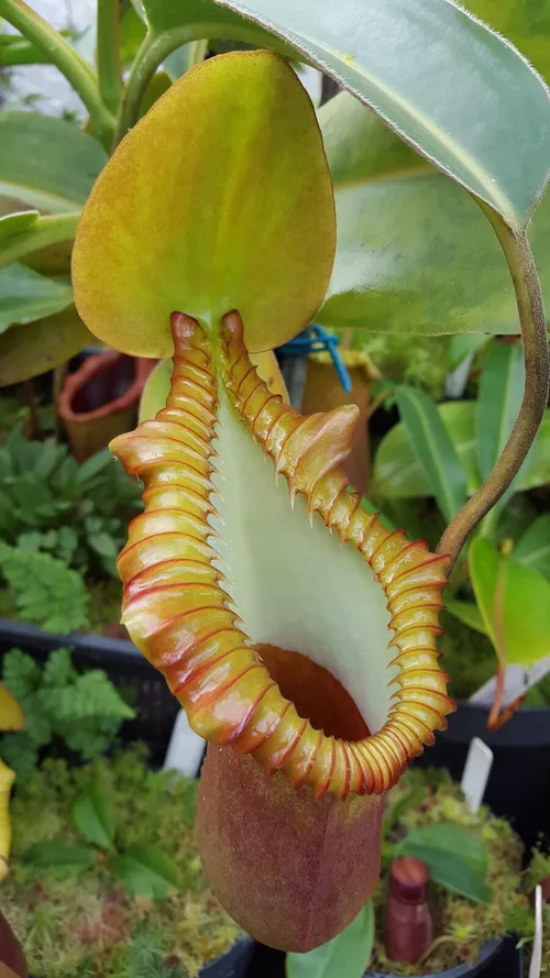 40. Nepenthes macrophylla (AW)