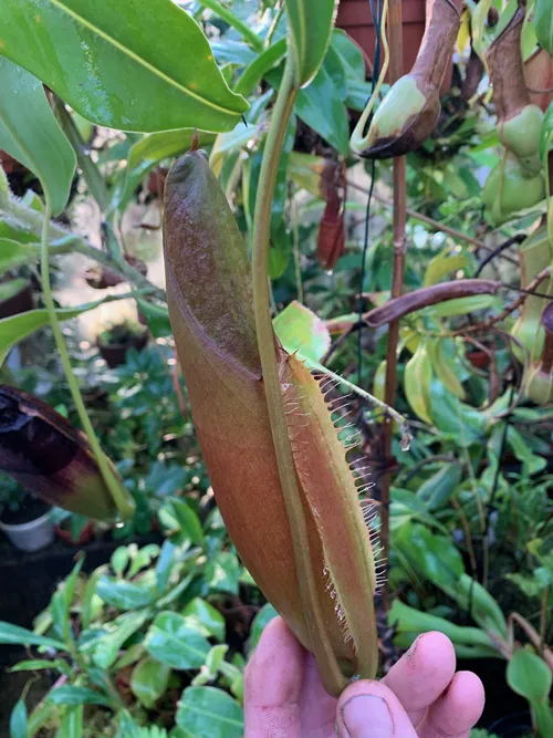 41. A developing Nepenthes naga pitcher