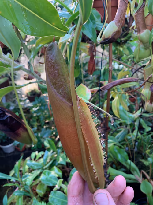 41. A developing Nepenthes naga pitcher