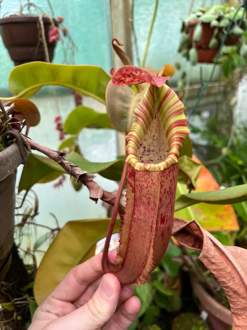 41. Another form N. veitchii x maxima, or the reverse