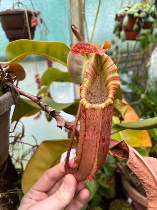 41. Another form N. veitchii x maxima, or the reverse