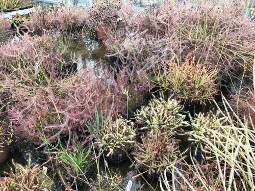 41. Bushy fork-leaved sundews.