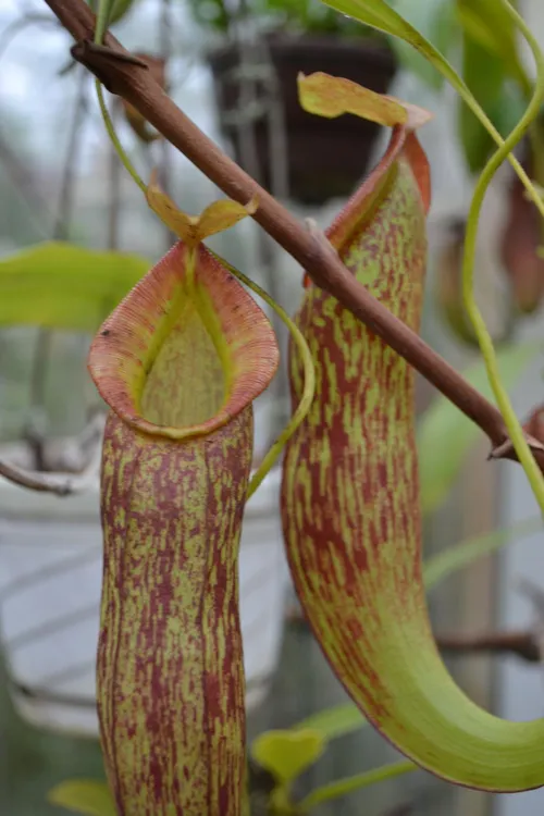 41. I spotted these pitchers up high - I think they're Nepenthes gymnamphora uppers.