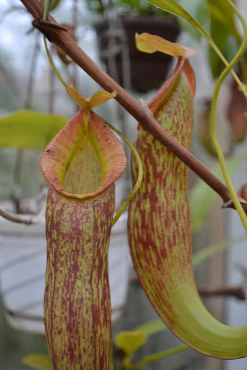 41. I spotted these pitchers up high - I think they're Nepenthes gymnamphora uppers