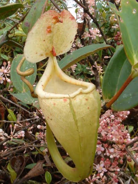 41. N. maxima