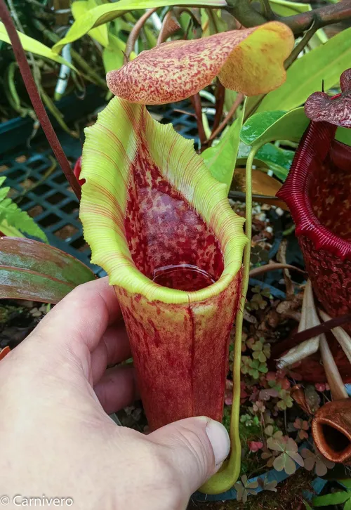 41. Nepenthes (lowii x veitchii) x campanulata.