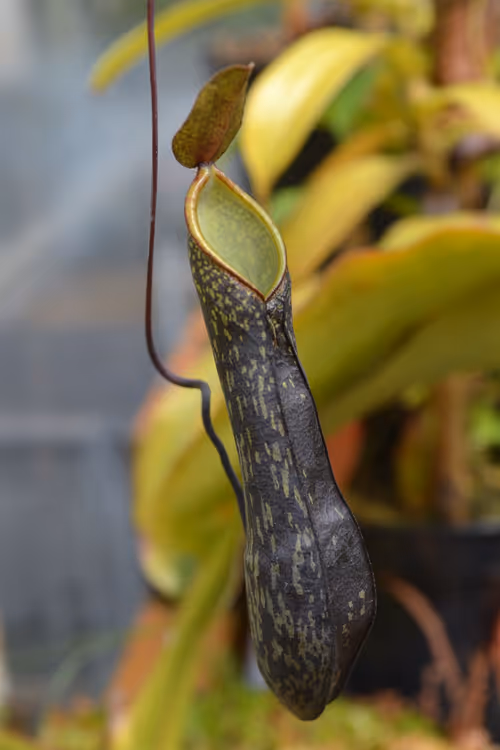 41. Nepenthes mikeii