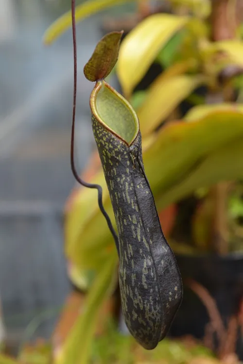 41. Nepenthes mikeii