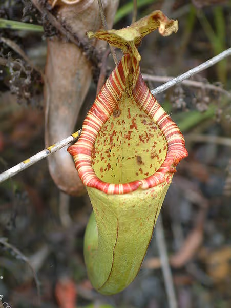 42. N. maxima