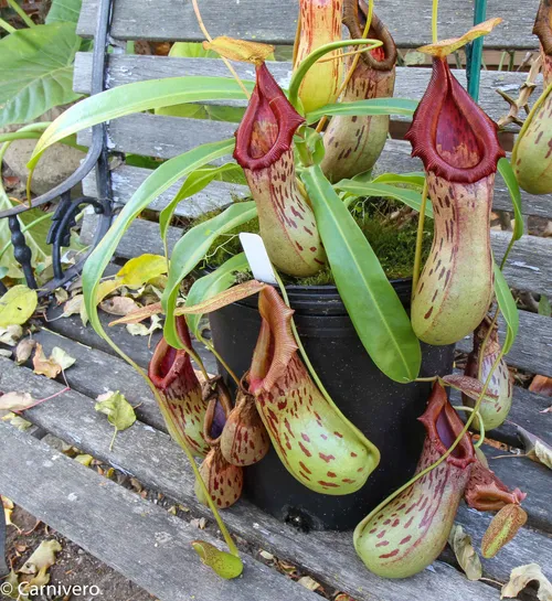 42. Nepenthes burkei.