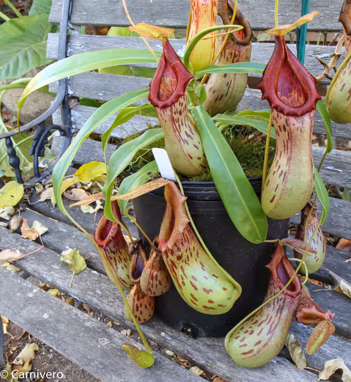 42. Nepenthes burkei