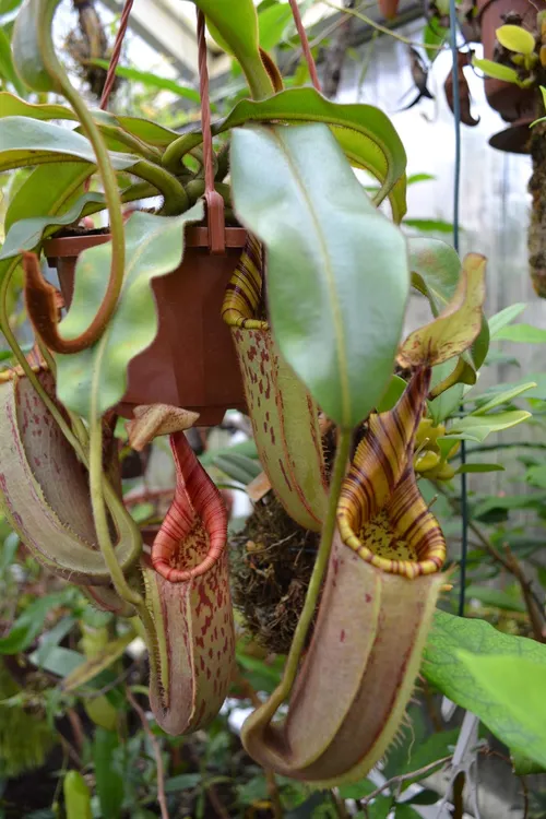 42. Nepenthes hurrelliana × veitchii.