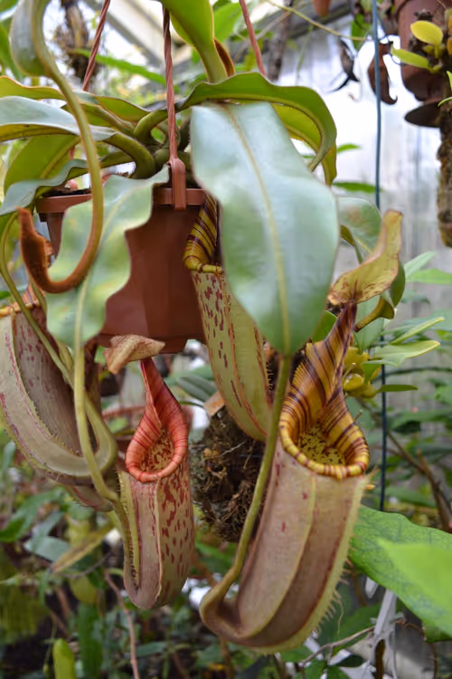 42. Nepenthes hurrelliana × veitchii
