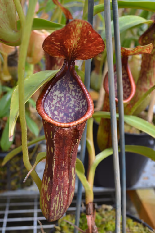 42. Nepenthes petiolata