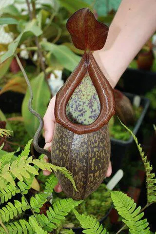 42. Nepenthes rigidifolia