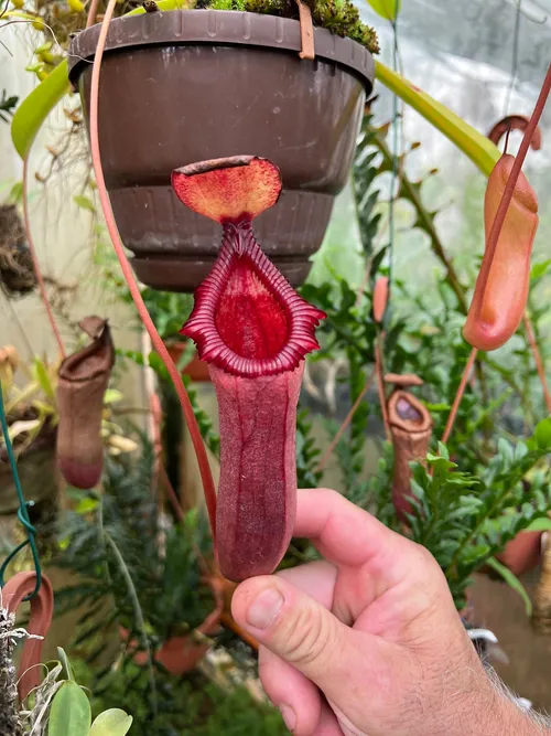 42. Nepenthes ventricosa x trusmadiensis.