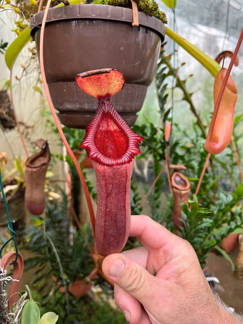 42. Nepenthes ventricosa x trusmadiensis