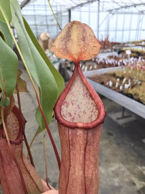 43. Huge pitchers!