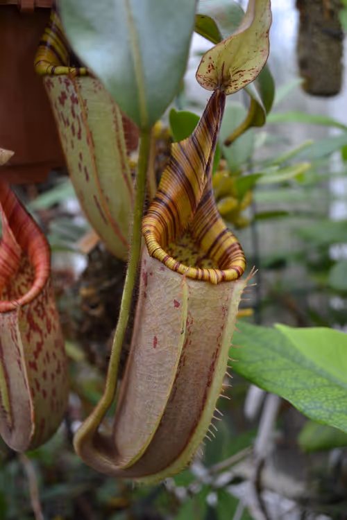 43. N. hurrelliana × veitchii again - I like how this hybrid has a hurrelliana-like neck and peristome, and veitchii-like pitcher body
