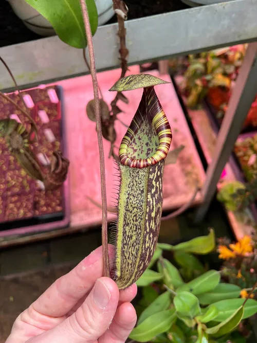 43. Nepenthes spectabilis.