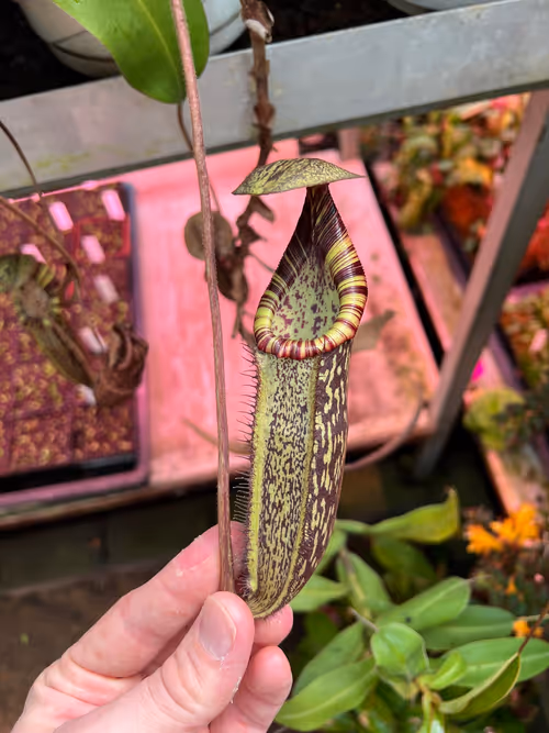 43. Nepenthes spectabilis