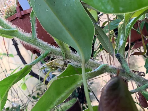 43. The distinctive hairy stem of Nepenthes glandulifera