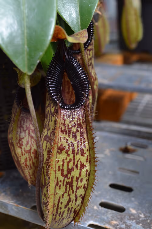 44. Glossy black toothy peristome on Nepenthes aristolochoides x hamata