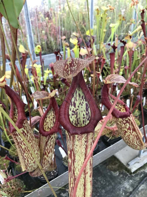 44. Growing nearby was this particularly stunning Nepenthes maxima.